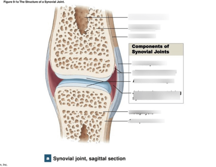 Art-labeling activity structure of a typical synovial joint