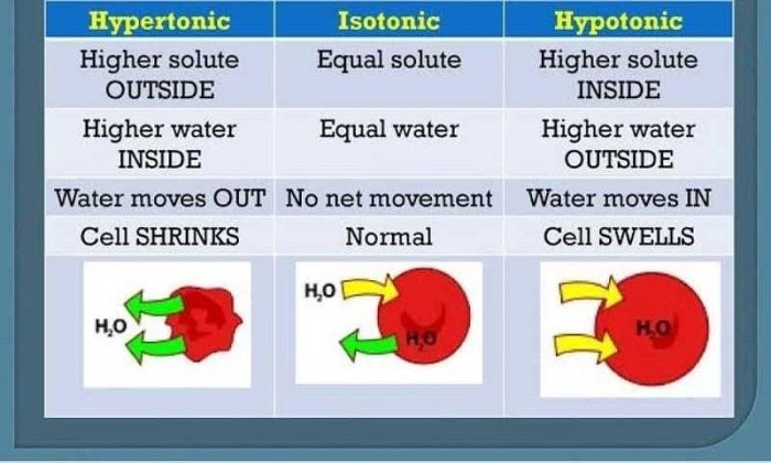 In the diagram which one represents a hypertonic solution