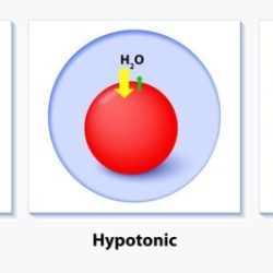 Hypertonic cells solution hypotonic biology osmoregulation osmotic blood isotonic red water placed environment openstax 2e loss shrink