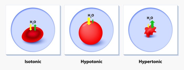 Hypertonic cells solution hypotonic biology osmoregulation osmotic blood isotonic red water placed environment openstax 2e loss shrink