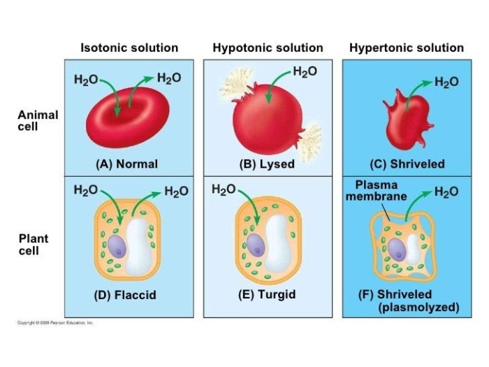 In the diagram which one represents a hypertonic solution