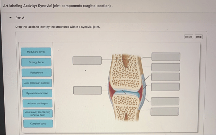 Art-labeling activity structure of a typical synovial joint