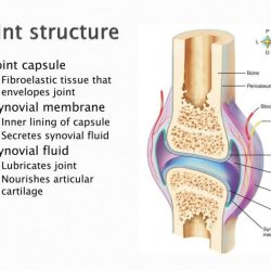 Art-labeling activity structure of a typical synovial joint