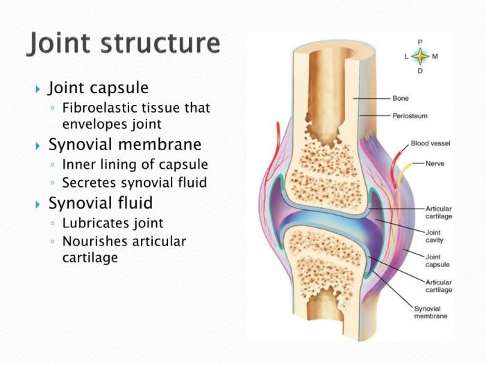 Art-labeling activity structure of a typical synovial joint