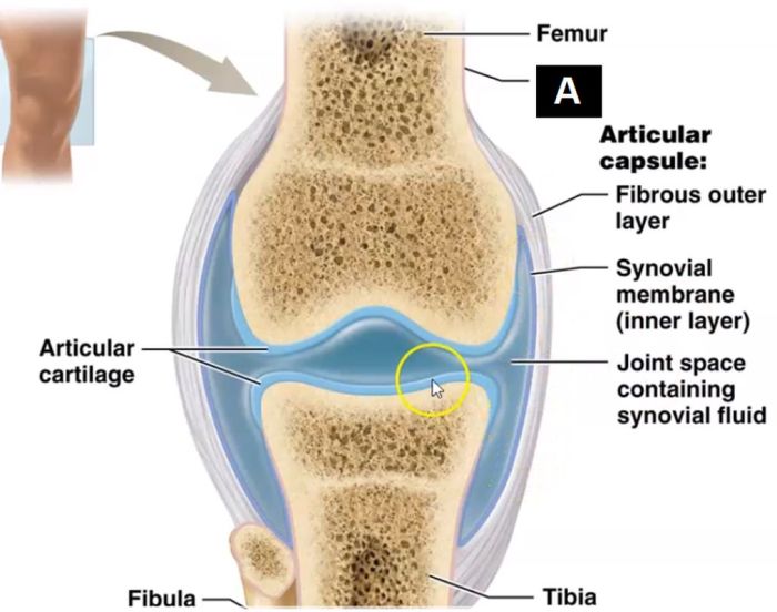 Art-labeling activity structure of a typical synovial joint